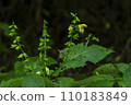 Yellow flower, wildflower, wildflower 110183849