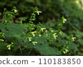 Yellow flower, wildflower, wildflower 110183850