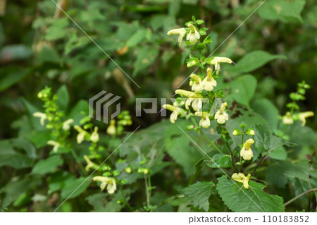 Yellow flower, wildflower, wildflower 110183852