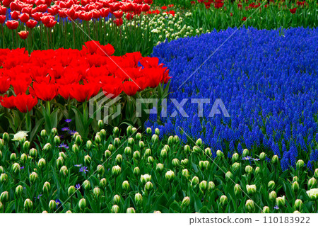 Tulips and bluebells Tulips and bluebells 110183922