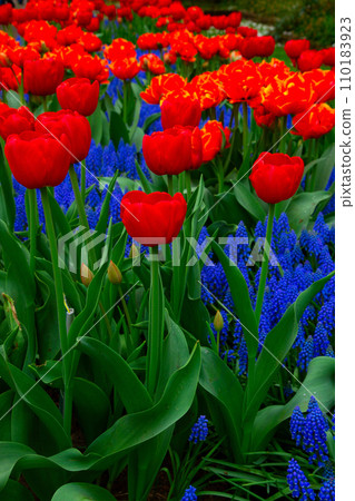 Tulips and bluebells Tulips and bluebells 110183923
