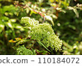 Otokoeshi Wildflower White Flower 110184072