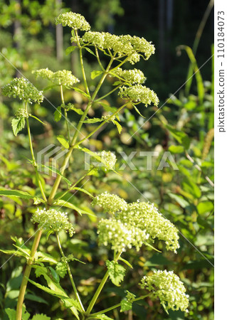 Otokoeshi Wildflower White Flower 110184073