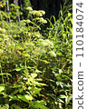 Otokoeshi Wildflower White Flower 110184074