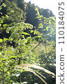 Otokoeshi Wildflower White Flower 110184075