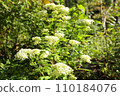 Otokoeshi Wildflower White Flower 110184076