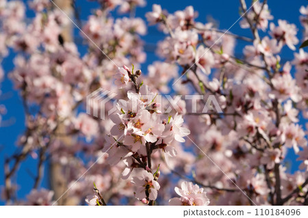 almond tree bloom almond tree bloom 110184096