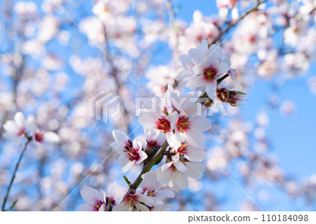 almond tree bloom almond tree bloom 110184098