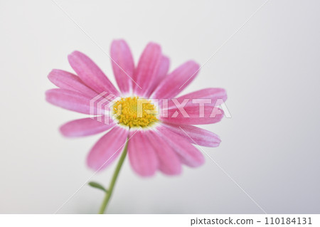 瑪格麗特 110184131