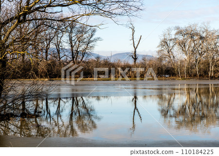 the trees on the river bank are flooded by the river the trees on the river bank are flooded by the river 110184225
