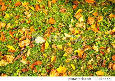 Autumn leaves falling on the lawn of a park bathed in the morning sun 110184360