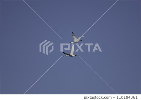 Two black-faced spoonbills flying 110184361