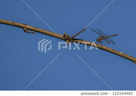 Dragonfly Alight against a blue sky 110184483