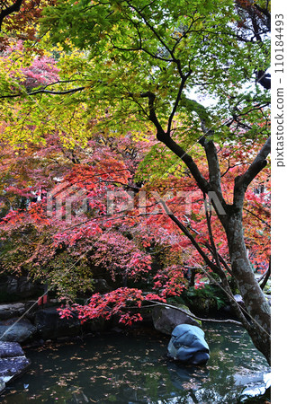 Autumn leaves Autumn leaves 110184493