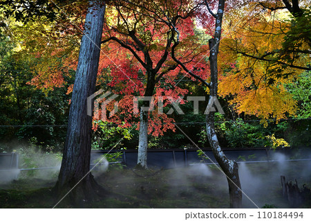 Autumn leaves Autumn leaves 110184494