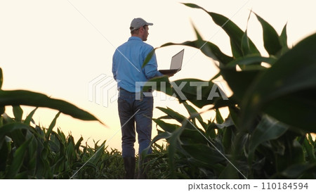 Adult agriculturist inspects corn growth using laptop at country field 110184594