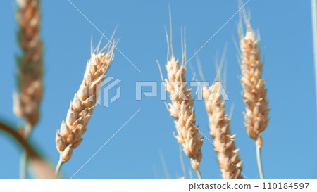 Golden ears of wheat moving in light breeze against clear sky low angle close view Golden ears of wheat moving in light breeze against clear sky low angle close view 110184597