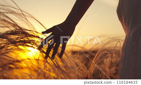 Young woman walks through field stroking with hand ears of wheat at sunset Young woman walks through field stroking with hand ears of wheat at sunset 110184635