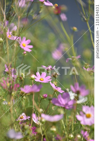 波斯菊盛開 波斯菊盛開 110184831