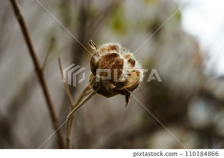 Close-up of withered flowers of Furong Close-up of withered flowers of Furong 110184866