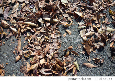Scenery of fallen leaves 110184953
