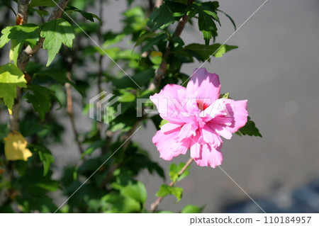 Yaesaki Mukuge花 Yaesaki Mukuge花 110184957