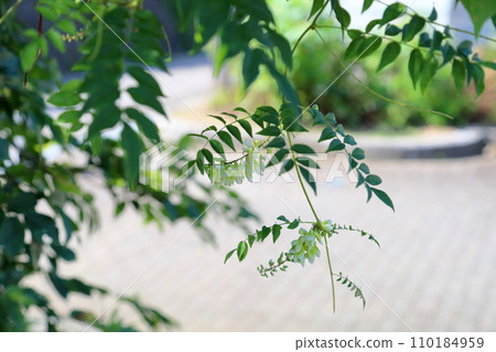 清爽的白色紫薇花 清爽的白色紫薇花 110184959