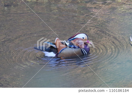 Mandarin duck and duck Mandarin duck and duck 110186184