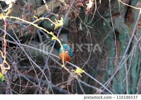 一隻針對小魚的翠鳥 一隻針對小魚的翠鳥 110186537