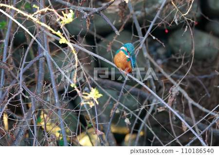 A kingfisher that aims at small fish 110186540
