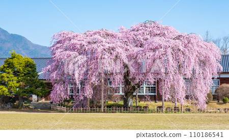 Branched cherry blossoms at Ichihara School Branched cherry blossoms at Ichihara School 110186541