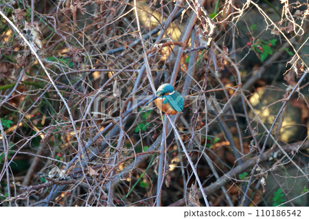 A kingfisher that aims at small fish A kingfisher that aims at small fish 110186542
