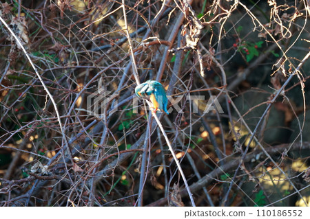 A kingfisher that aims at small fish A kingfisher that aims at small fish 110186552