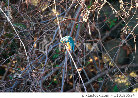 A kingfisher that aims at small fish 110186554