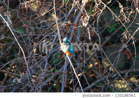 一隻針對小魚的翠鳥 一隻針對小魚的翠鳥 110186561