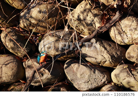 一隻針對小魚的翠鳥 110186576