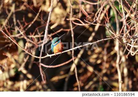 A kingfisher that aims at small fish 110186594
