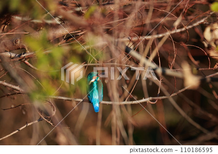 A kingfisher that aims at small fish 110186595