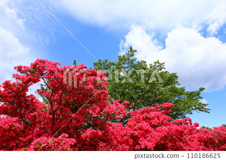 藍天和紅色杜鵑花 110186625