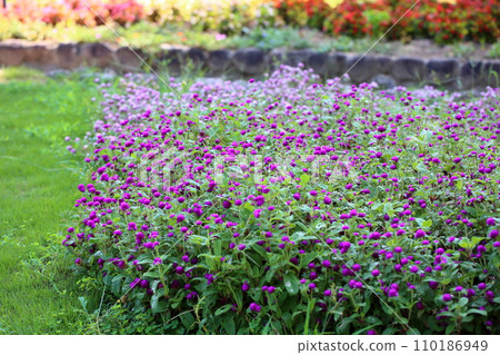 Sennichikou花 Sennichikou花 110186949