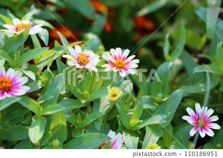 Zinnia Flower 110186951