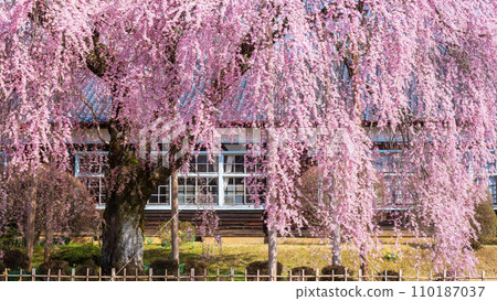 Branched cherry blossoms at Ichihara School 110187037