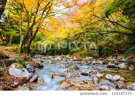 Autumn at Hananuki Valley: Hananuki River and autumn leaves (Takahagi City, Ibaraki Prefecture) Autumn at Hananuki Valley: Hananuki River and autumn leaves (Takahagi City, Ibaraki Prefecture) 110187331