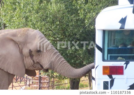 [Yamaguchi Prefecture] African elephants and feeding bus at Akiyoshidai Zoo Safari Land 110187336