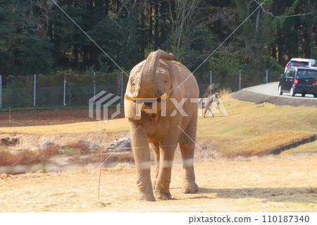 [山口縣]秋吉台自然動物園Safari Land的非洲象 110187340