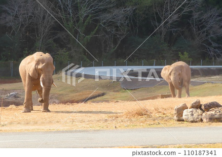 [Yamaguchi Prefecture] African Elephants at Akiyoshidai Natural Zoological Park Safari Land 110187341