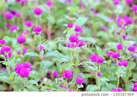 Sennichikou花 110187364