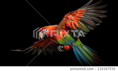 Close up portrait shot Red Scarlet Macaw bird isolated on black. 110187550