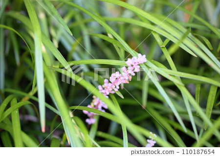 Yaburan Flower Yaburan Flower 110187654