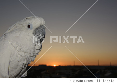 Parrot, Japanese parrot, cockatoo, bird, parakeet, first sunrise, New Year's Day 110187718